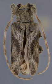  Hesycha jataiensis , male holotype specimen; © E.H. Nearns